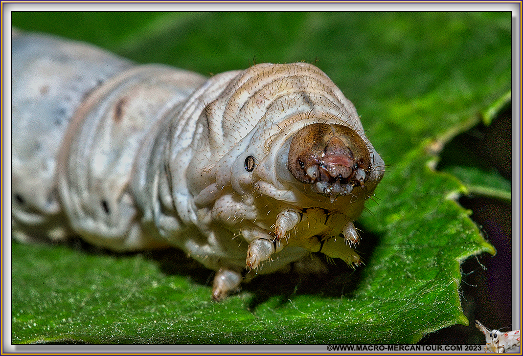 Chenille de BOMBYX